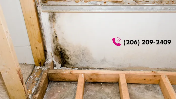 Seattle Mold Experts Picture 6