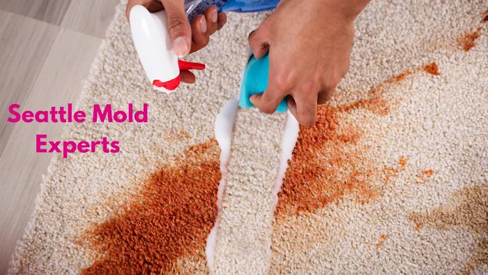 Seattle Mold Experts Picture 5