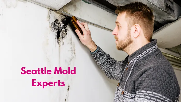 Seattle Mold Experts Picture 9