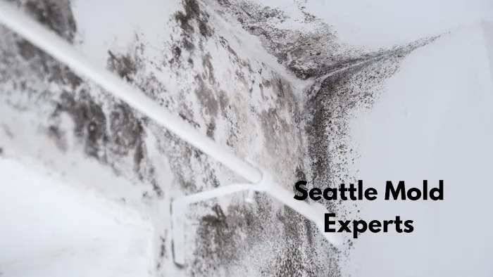 Seattle Mold Experts Picture 4