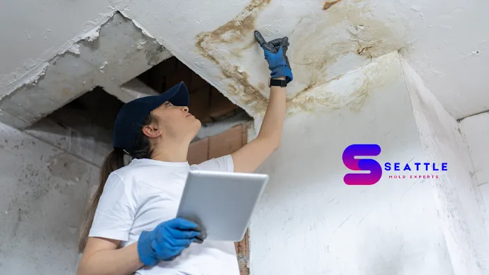 Seattle Mold Experts Picture 10