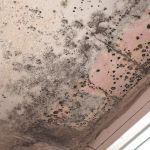 Tacoma Mold Removal Co.