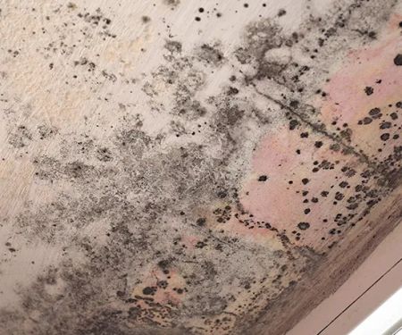 Tacoma Mold Removal Co.