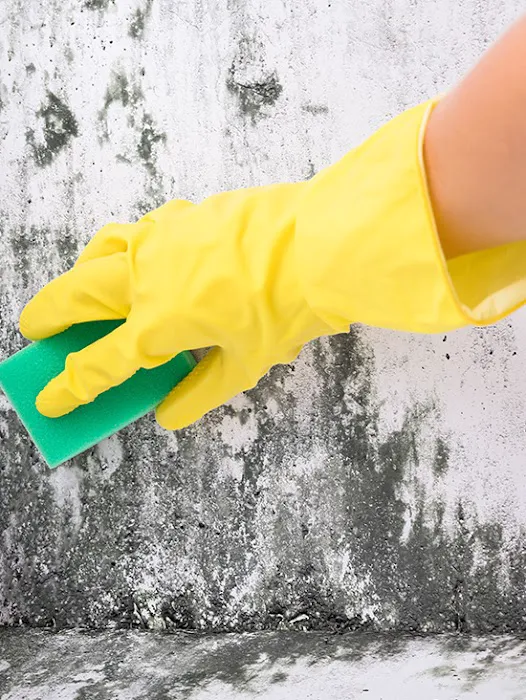 Tacoma Mold Removal Co. Picture 5