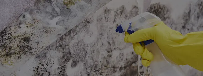 Tacoma Mold Removal Co. Picture 8