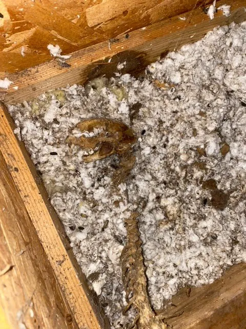 Northwest Crawl Space Services Picture 2