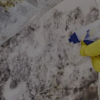 Everett Mold Removal Co. ico