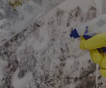 Everett Mold Removal Co.