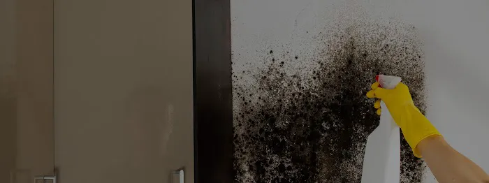 Everett Mold Removal Co. Picture 6