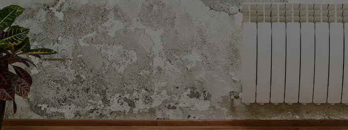 Everett Mold Removal Co. Picture 3