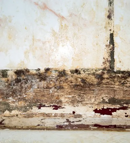 Everett Mold Removal Co. Picture 2