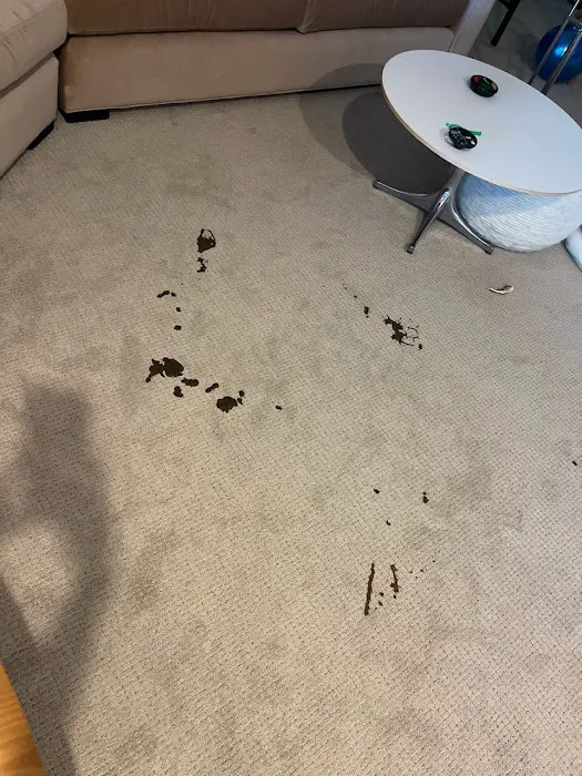 Action Flooring & Carpet Cleaning Picture 2