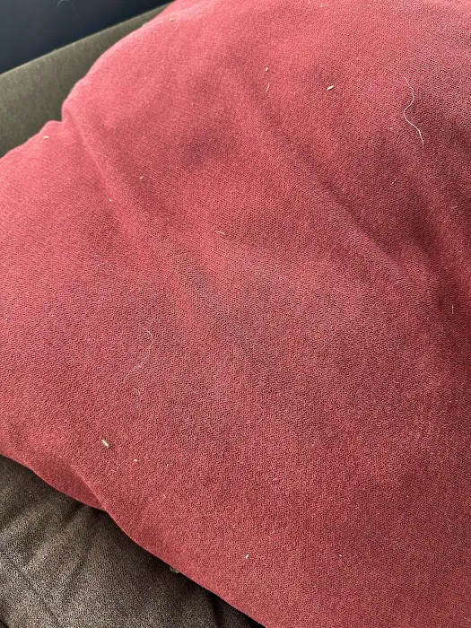 Stanley Steemer Picture 8