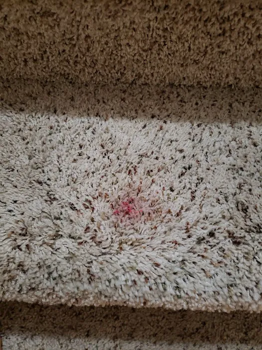 Stanley Steemer Picture 1