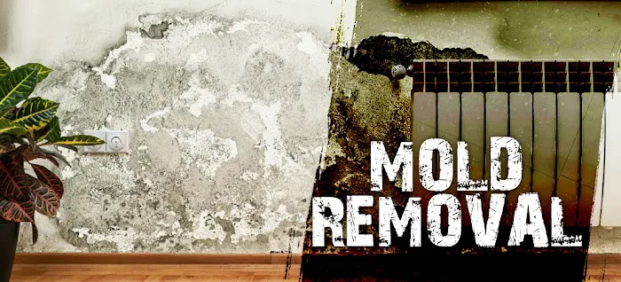 Certified Disaster Services Picture 9