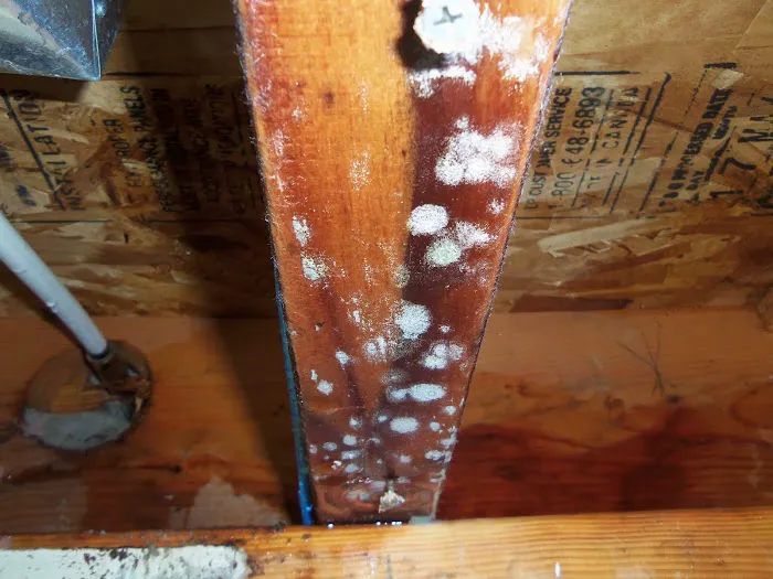 Utah Disaster Pros Picture 4