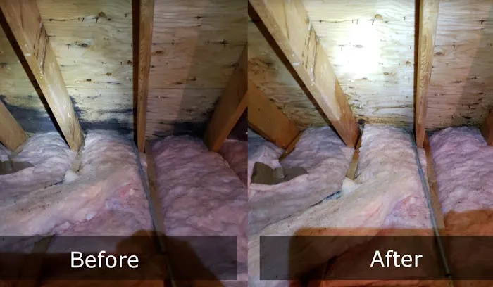 Mold Busters Ogden Picture 5