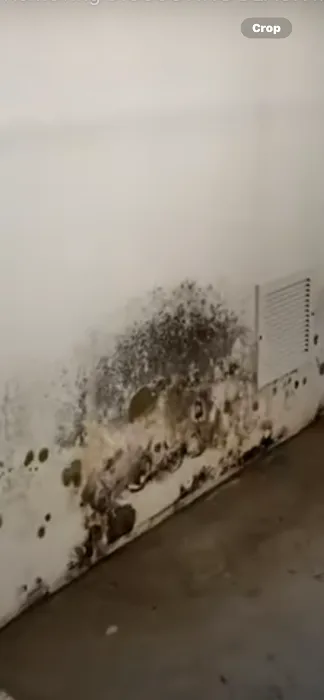 407 Got Mold Picture 4