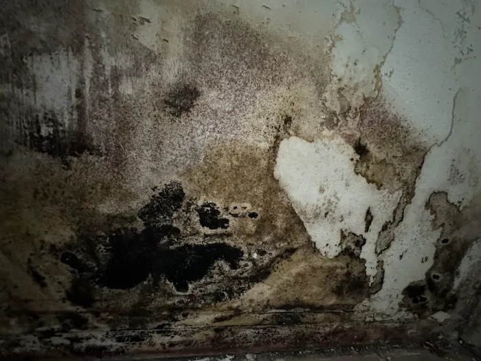 Superior Restoration Services Inc Picture 7