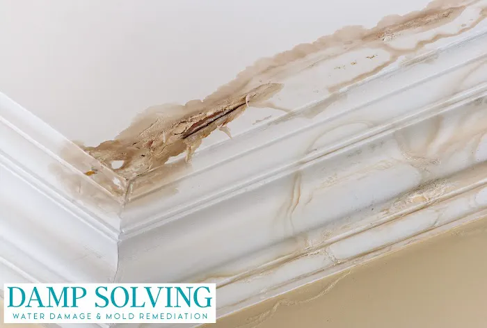 Damp Solving Water & Mold Picture 6