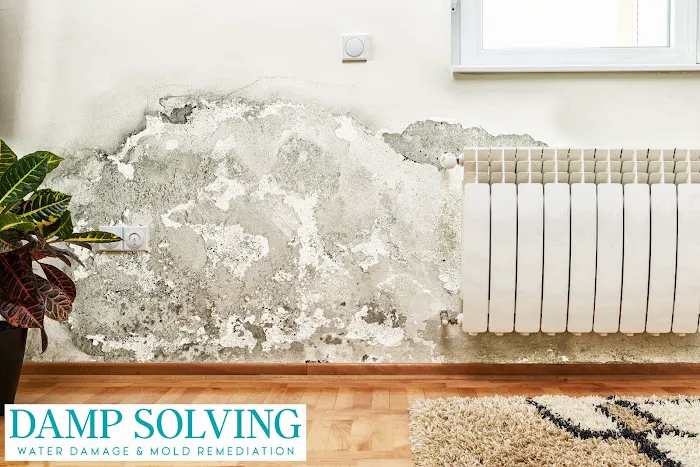 Damp Solving Water & Mold Picture 2