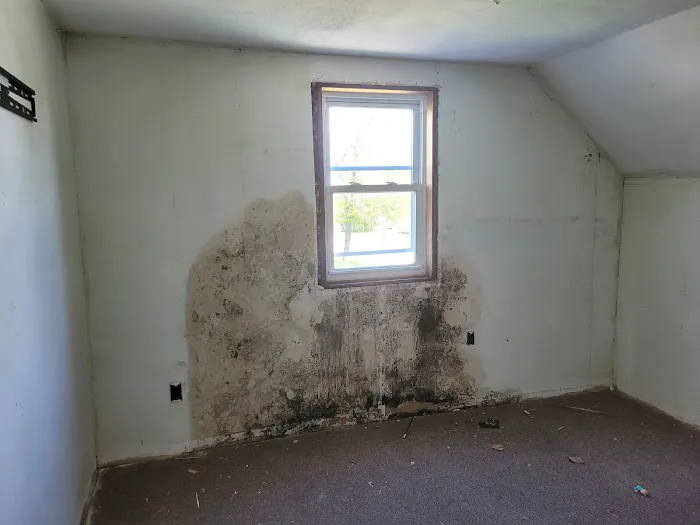 Ahold of Mold Environmental Picture 3