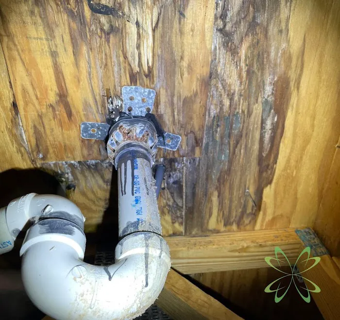 Elite Mold Services Picture 2