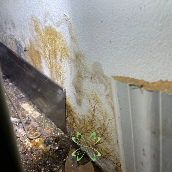 Elite Mold Services Picture 9