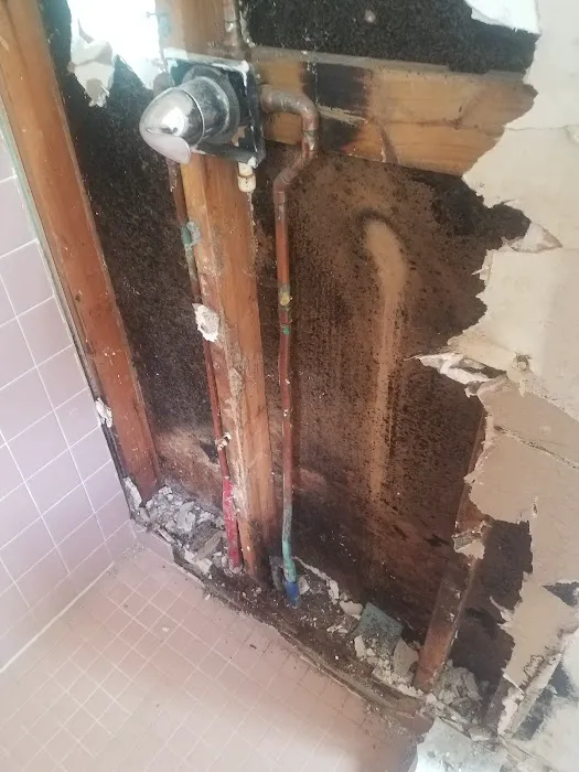 Joe Taylor Restoration- Central Florida East Picture 8