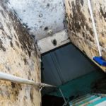 Kenjura Mold Removal