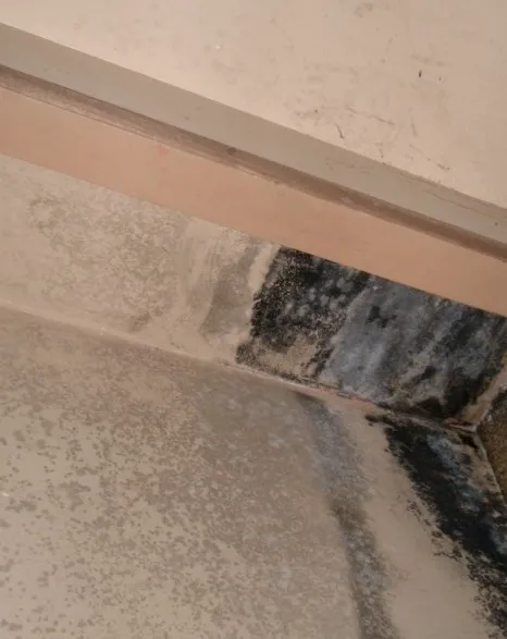 Kenjura Mold Removal Picture 4