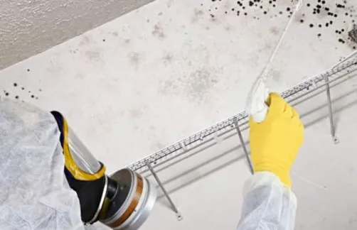 Kenjura Mold Removal Picture 5