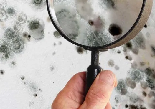 Kenjura Mold Removal Picture 6