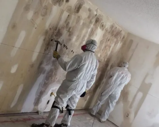 Kenjura Mold Removal Picture 2