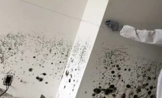 Kenjura Mold Removal Picture 3