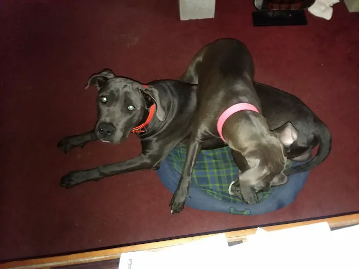 BELFOR Property Restoration Picture 4