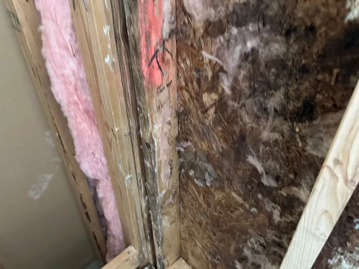 Homosassa Mold Removal Services Picture 4