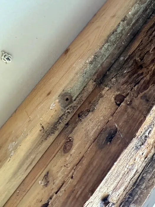 Homosassa Mold Removal Services Picture 9