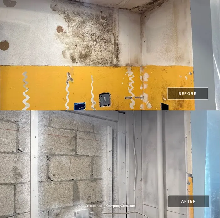 Real Mold Solution Picture 7