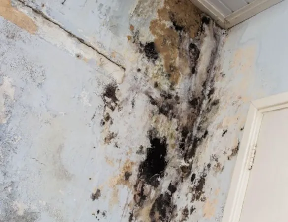 Monokuro Water Damage Picture 5