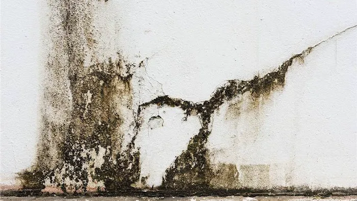 Flood Pros USA Picture 5