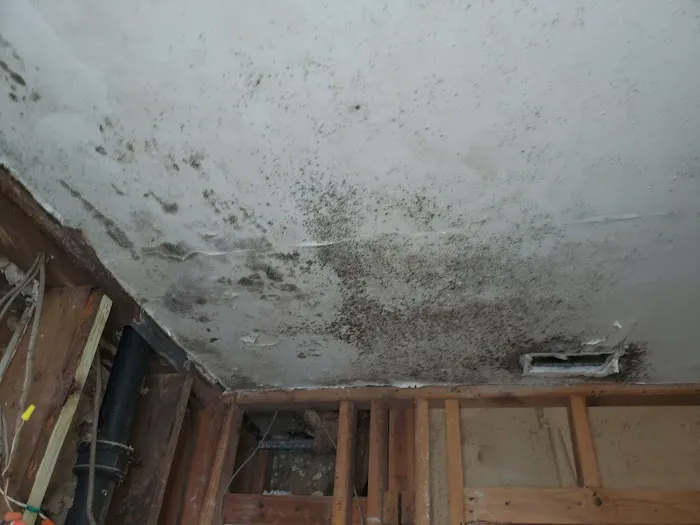 TampaBayMold.net Picture 8