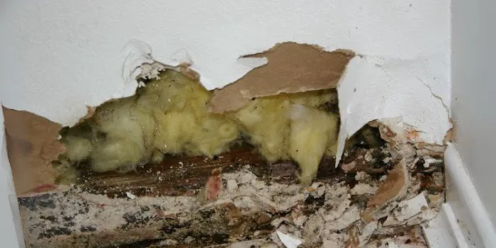 Pakar Mold Picture 1