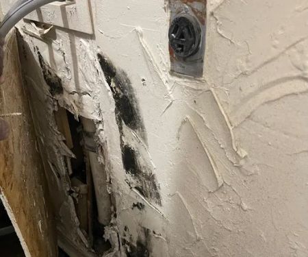 Best Mold Testing & Restoration Services OKC