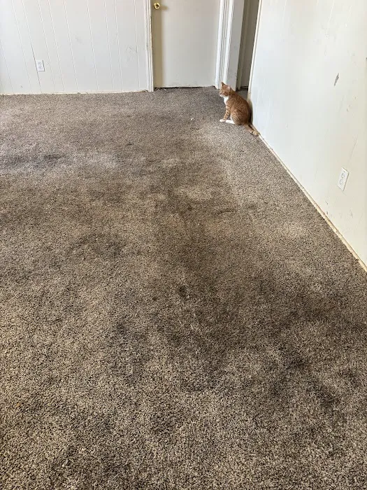 Stanley Steemer Picture 1