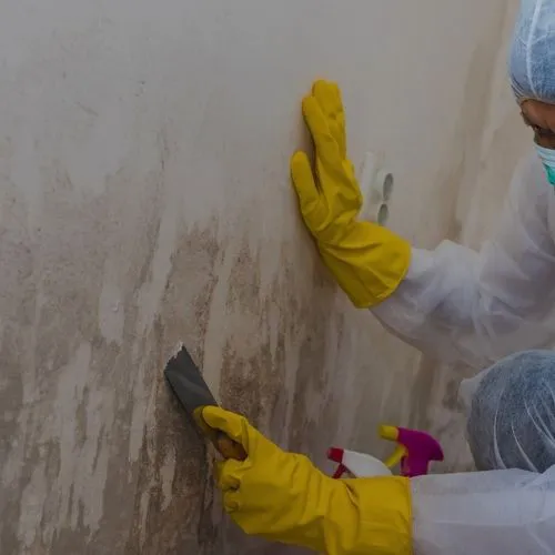 Steriltec Mold Testing Picture 7