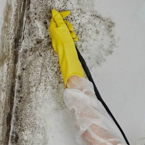 Steriltec Mold Testing Picture 5