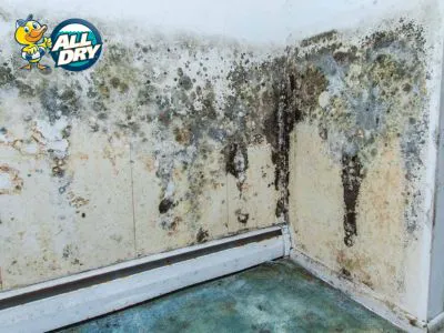 All Dry Services of Enterprise Las Vegas Picture 1