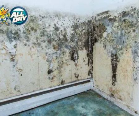 All Dry Services of Enterprise Las Vegas