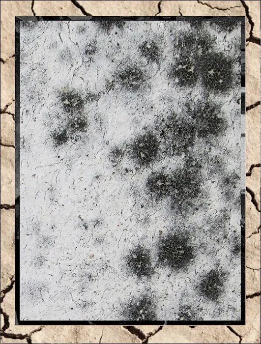 EcoDry Restoration® Picture 4